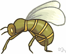 order Hymenoptera - an order of insects including: bees