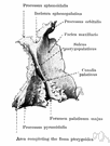 palatine - either of two irregularly shaped bones that form the back of the hard palate and helps to form the nasal cavity and the floor of the orbits