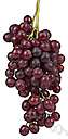 vinifera grape - grape from a cultivated variety of the common grape vine of Europe