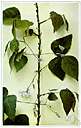 Amphicarpa - very small genus of twining vines of North America and Asia: hog peanut