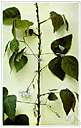 Amphicarpaea - very small genus of twining vines of North America and Asia: hog peanut