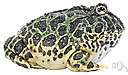 batrachia - frogs, toads, tree toads