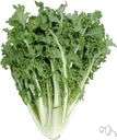 arugula - erect European annual often grown as a salad crop to be harvested when young and tender