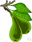 Pyrus - fruit trees native to the Old World: pears