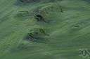 algal - of or relating to alga