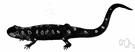 spotted salamander - glossy black North American salamander with yellow spots