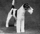 fox terrier - small lively black-and-white terriers formerly used to dig out foxes