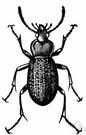Carabidae - ground beetles