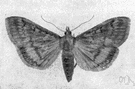 corn borer moth - native to Europe