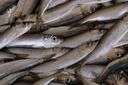 anchovy - small herring-like plankton-eating fishes often canned whole or as paste