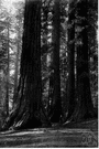 California redwood - lofty evergreen of United States coastal foothills from Oregon to Big Sur