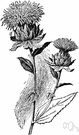 Carthamus - safflower