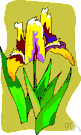 gladdon - iris with purple flowers and foul-smelling leaves