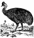 cassowary - large black flightless bird of Australia and New Guinea having a horny head crest