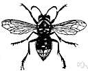vespa - type genus of the Vespidae: various hornets and yellow jackets