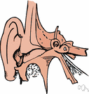 external ear - the part of the ear visible externally