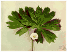 podophyllum - perennial rhizomatous herbs