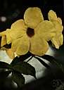 Allamanda cathartica - vigorous evergreen climbing plant of South America having glossy leathery foliage and golden yellow flowers