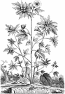 Vesicaria - small genus of chiefly Mediterranean herbs: bladderpods