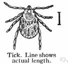 wood tick - common tick that can transmit Rocky Mountain spotted fever and tularemia