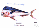 Coryphaena hippurus - the more common dolphinfish valued as food