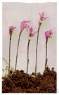 bog rose - a bog orchid with usually a solitary fragrant magenta pink blossom with a wide gaping corolla
