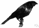 cowbird - North American blackbird that follows cattle and lays eggs in other birds' nests