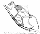 hind limb - a posterior appendage such as a leg or the homologous structure in other animals