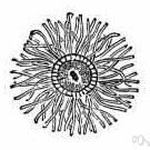 actinian - any sea anemone or related animal