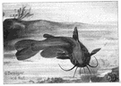 Ameiurus - type genus of the Ameiuridae: bullhead catfishes