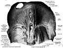 diaphragm - (anatomy) a muscular partition separating the abdominal and thoracic cavities