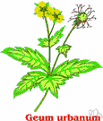 herb bennet - hairy Eurasian plant with small yellow flowers and an astringent root formerly used medicinally