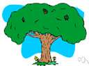willow tree - any of numerous deciduous trees and shrubs of the genus Salix