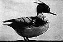 merganser - large crested fish-eating diving duck having a slender hooked bill with serrated edges