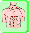 stomach - the region of the body of a vertebrate between the thorax and the pelvis