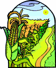 cornfield - a field planted with corn