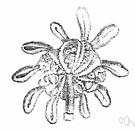 Marchantia polymorpha - a common liverwort