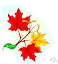 family Aceraceae - a family of trees and shrubs of order Sapindales including the maples