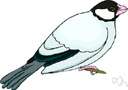 Java sparrow - small finch-like Indonesian weaverbird that frequents rice fields