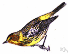 Cape May warbler - North American wood warbler