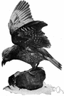 Nestor notabilis - large brownish-green New Zealand parrot