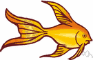 goldfish - small golden or orange-red freshwater fishes of Eurasia used as pond or aquarium fishes