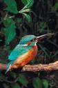 Eurasian kingfisher - small kingfisher with greenish-blue and orange plumage