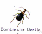 bombardier beetle - beetle that ejects audibly a pungent vapor when disturbed