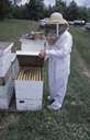 beehive - a man-made receptacle that houses a swarm of bees