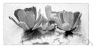Water lettuce - pantropical floating plant forming a rosette of wedge-shaped leaves