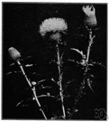 boar thistle - European thistle with rather large heads and prickly leaves