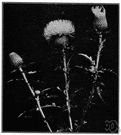 Cirsium lanceolatum - European thistle with rather large heads and prickly leaves