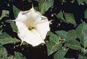 angel's trumpet - a South American plant that is cultivated for its large fragrant trumpet-shaped flowers