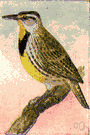 lark - North American songbirds having a yellow breast
